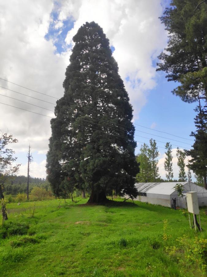 Serene By Doctors Lodge Gulmarg