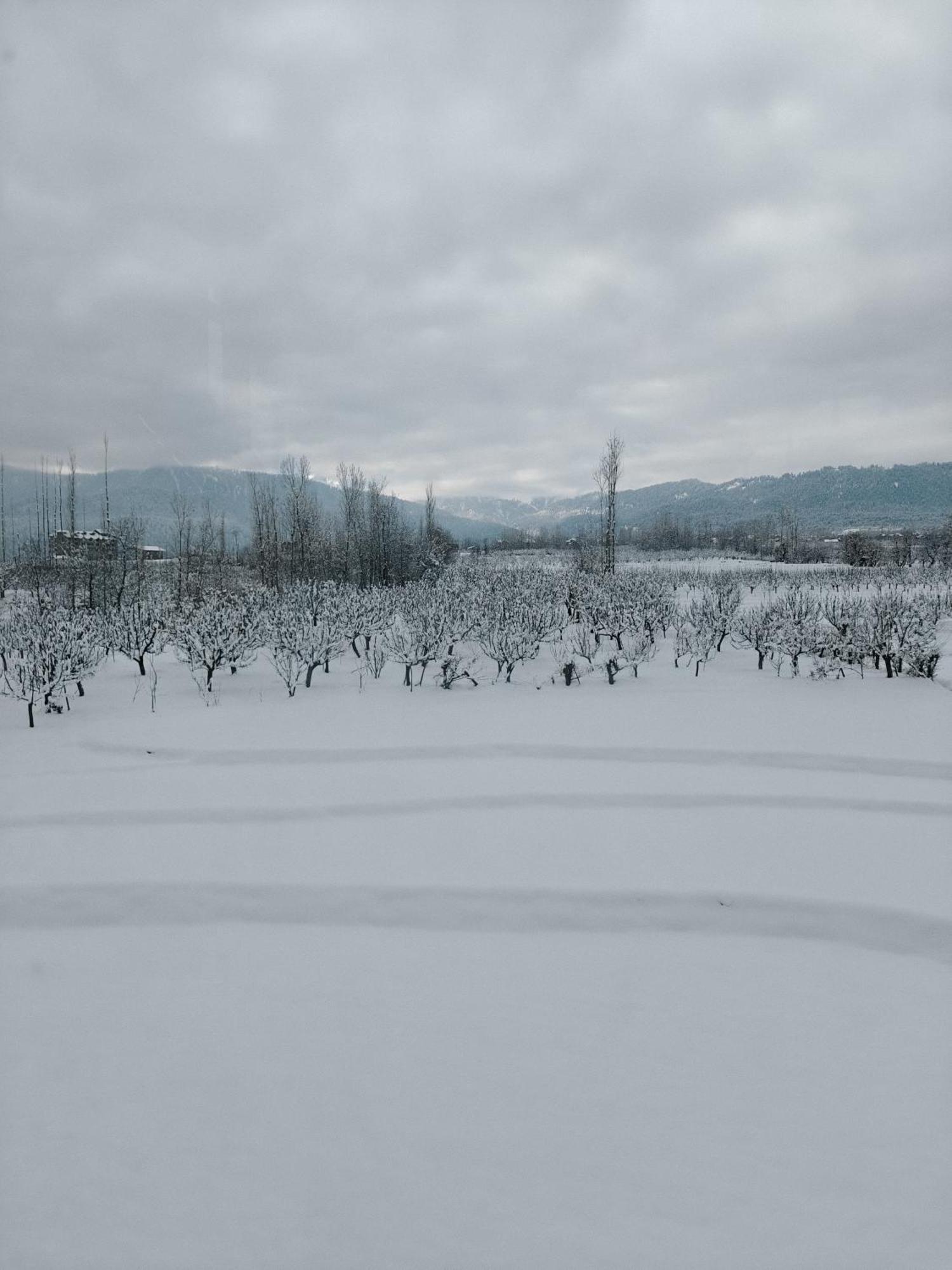 Orchard *